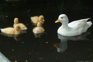 小鸭子家庭生活 最新版官方版游戏下载，安卓苹果ios版本下载