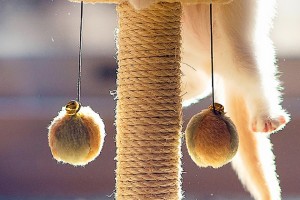 猫咪时尚之星官方版游戏下载，猫咪时尚之星安卓游戏下载